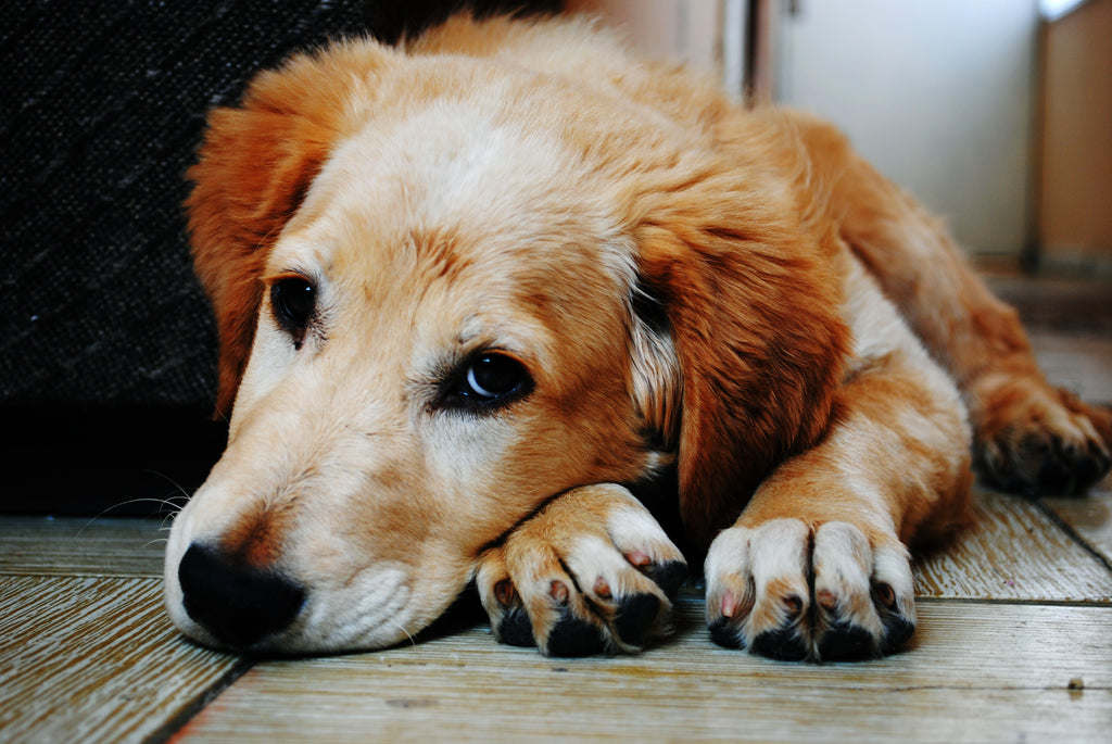 3 Reasons Why Milk Bones Are Unhealthy for Your Dog