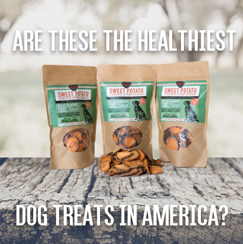 Are sweet potato dog treats the healthiest dog treats in America?