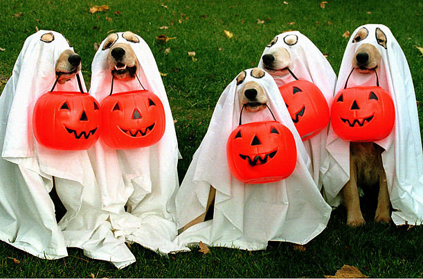 DIY Dog Costume Tips for Halloween
