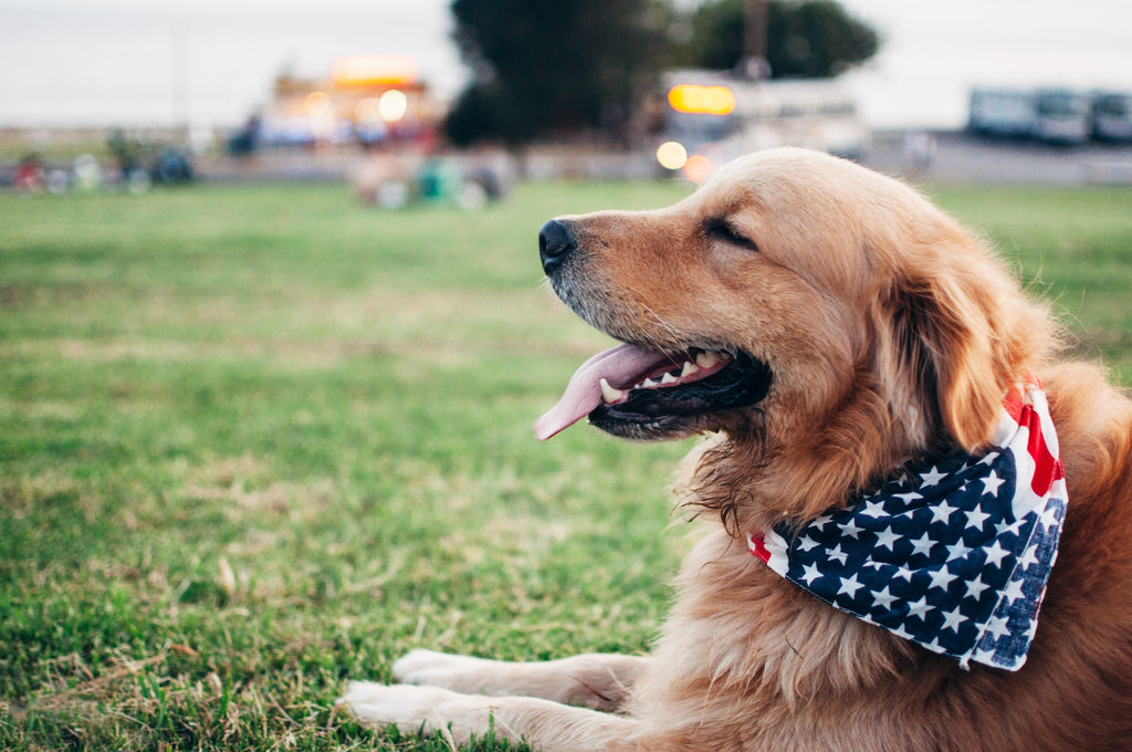 5 Reasons to Buy Dog Treats Made in America