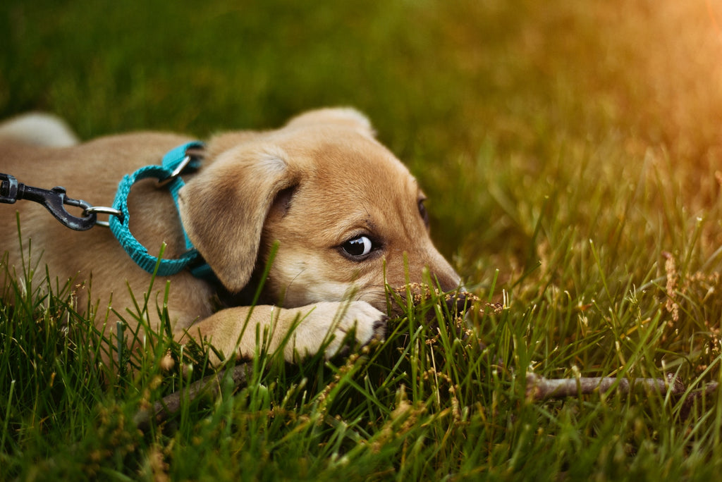 Are Dogs Allergic to Grass? 7 Ways to Manage Exposure