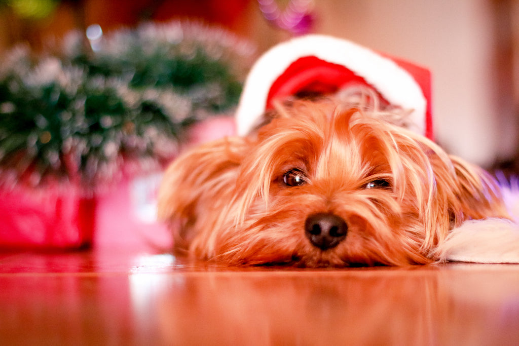 Keep your furbaby safe during the holiday seasons with these simple tips!