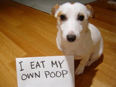 Why do puppies and dogs eat their own poop? We explain why dogs eat their poop and how to get them to stop eating their own feces! 