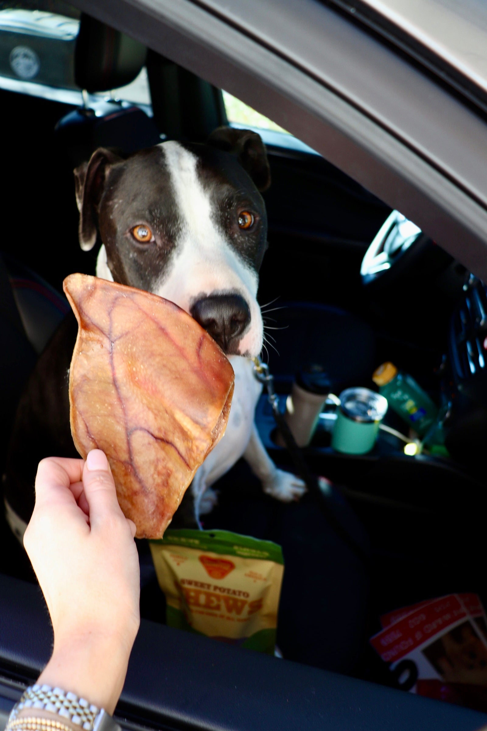 Pig Ear + Dog.JPG